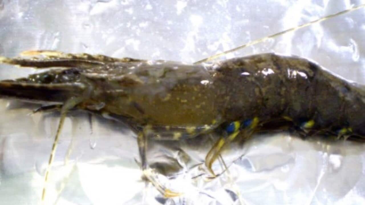 Image of an infected prawn