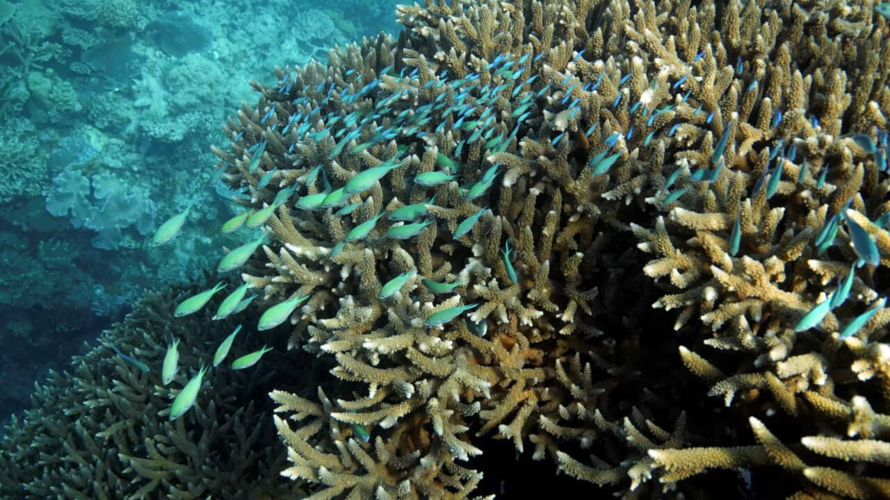 A school of blue-green chromid fish swim above corals on Moore Reef in Gunggandji Sea Country off coast of Queensland in eastern Australia in 2022 (AP Photo-Sam McNeil).jpg