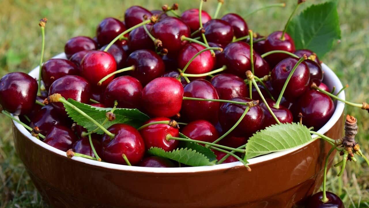 Cherry