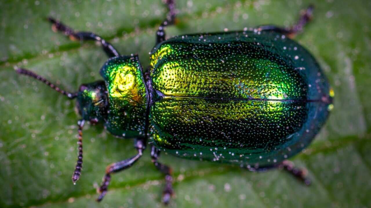 Insect