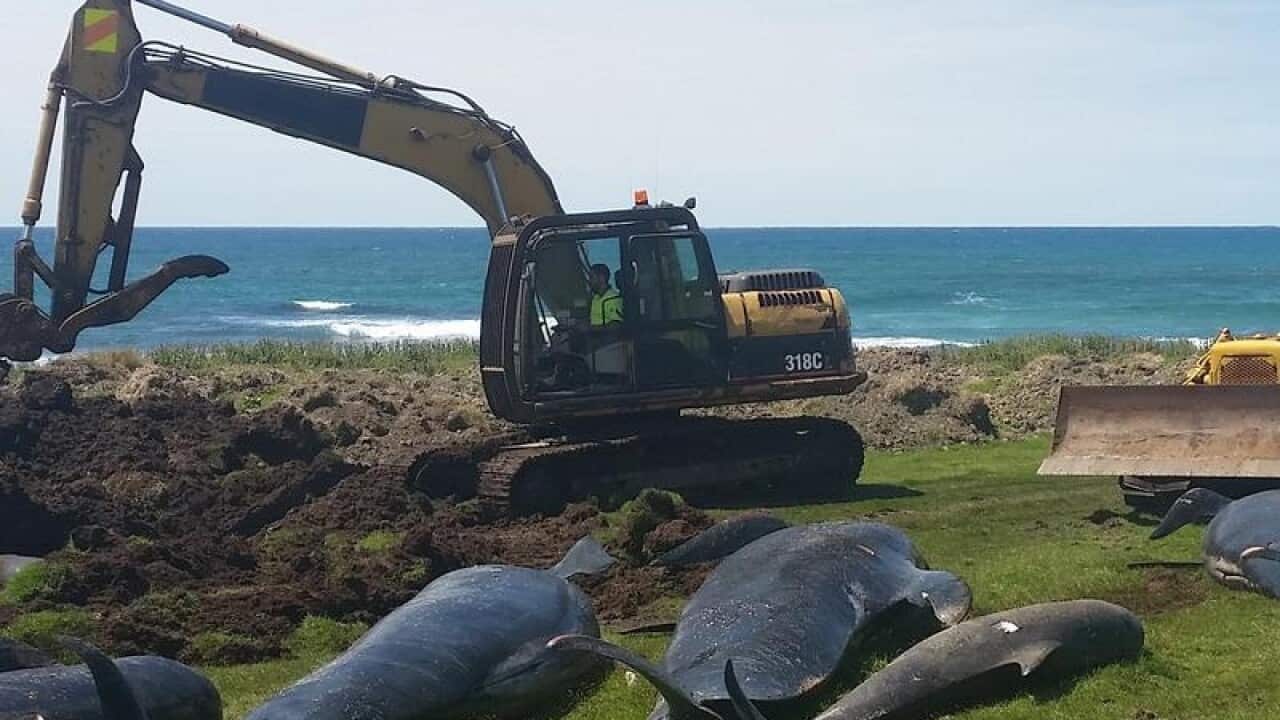 Department of Conservation workers clearing perished pilot whales
