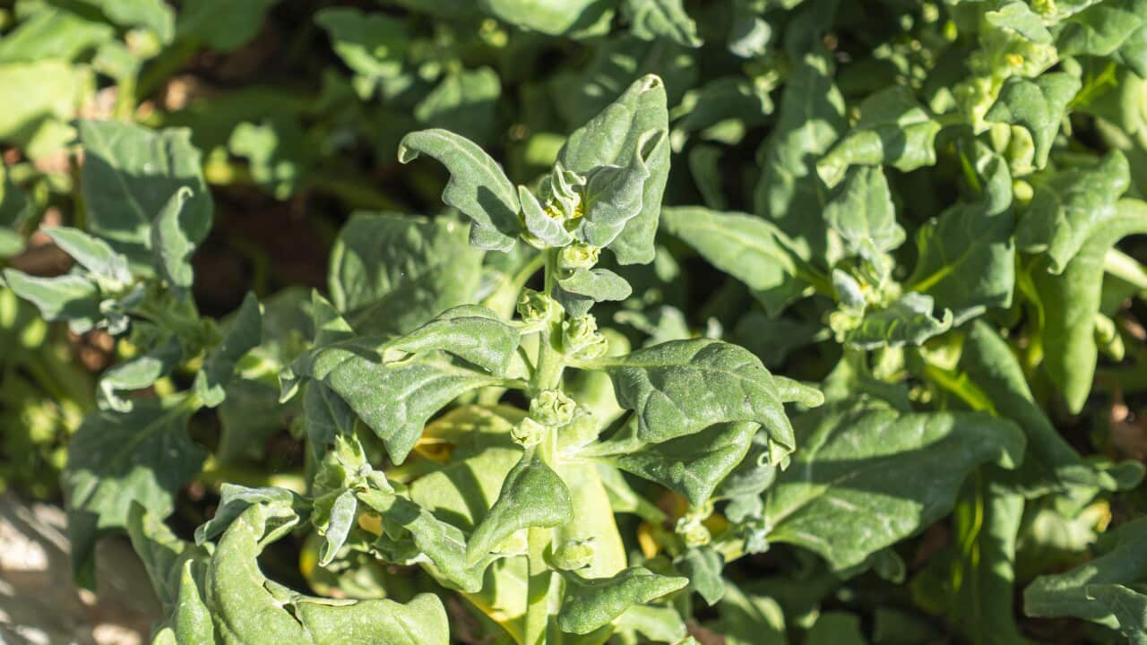 New Zealand Spinach, Tetragonia tetragonoides, flower, blossom, bloom