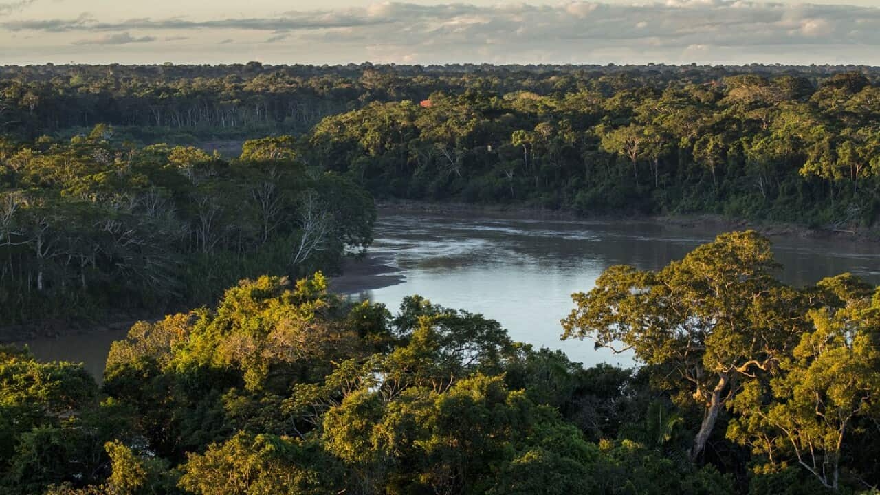 Half the plant and animals in the world's most nature-rich areas are at risk of dying out if gas emissions are unchecked, experts warn. Pictured is the Amazon.
