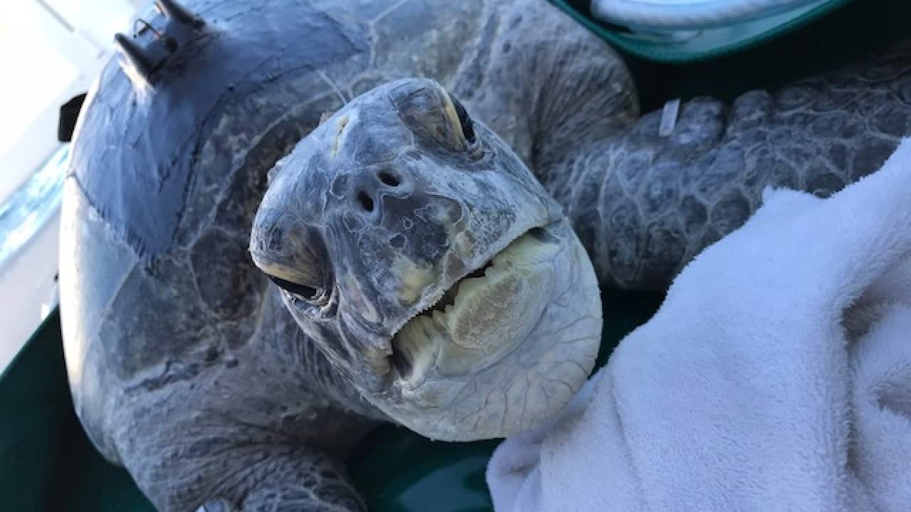 Jarvis the 100 kilogram green turtle.