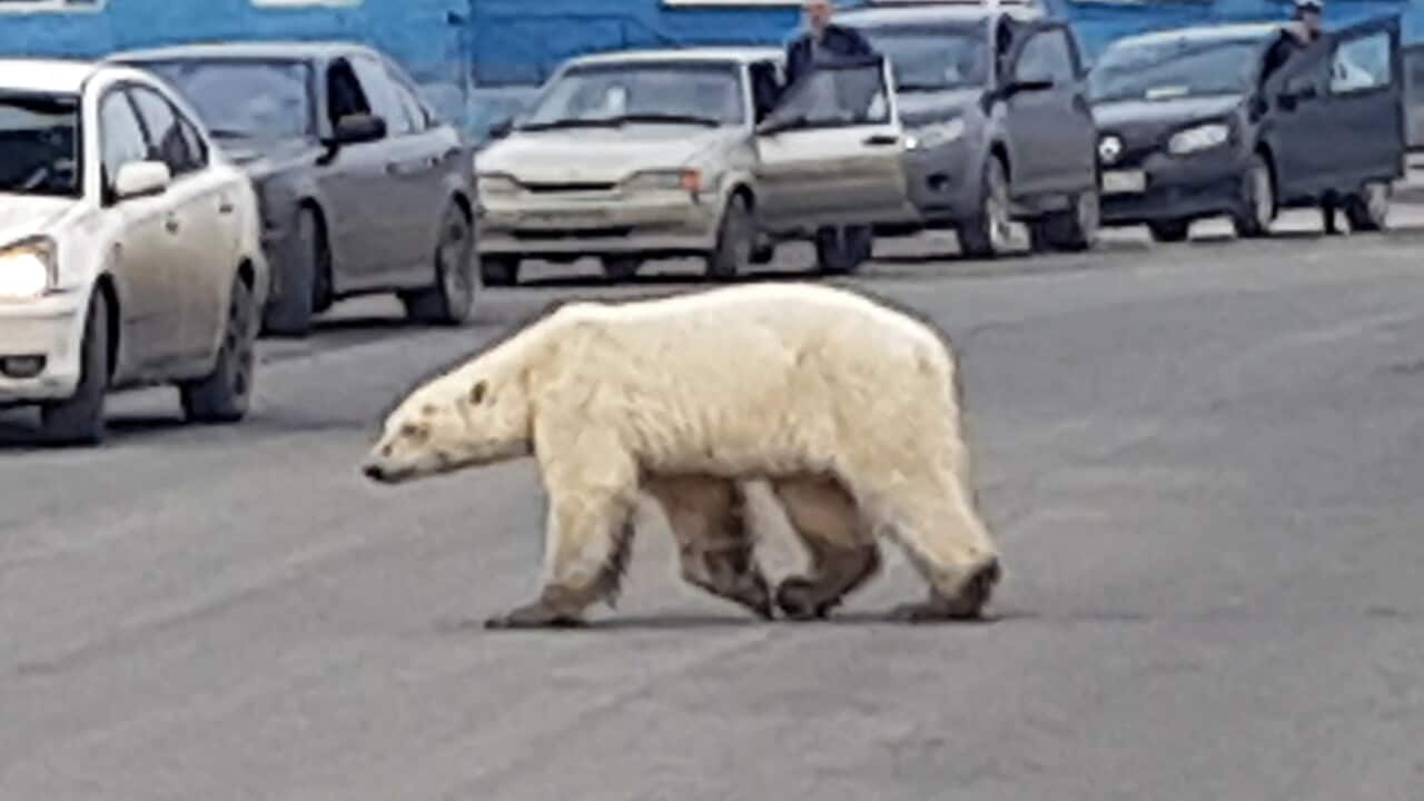This image taken from video released by @putoranatour/Oleg Krashevsky on Monday, June 17, 2019, shows a polar bear crossing a road in Norilsk, Russia.