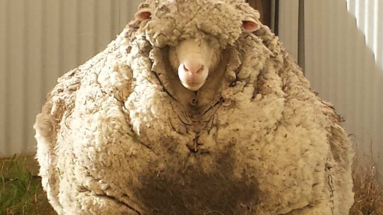 A wooly Merino sheep