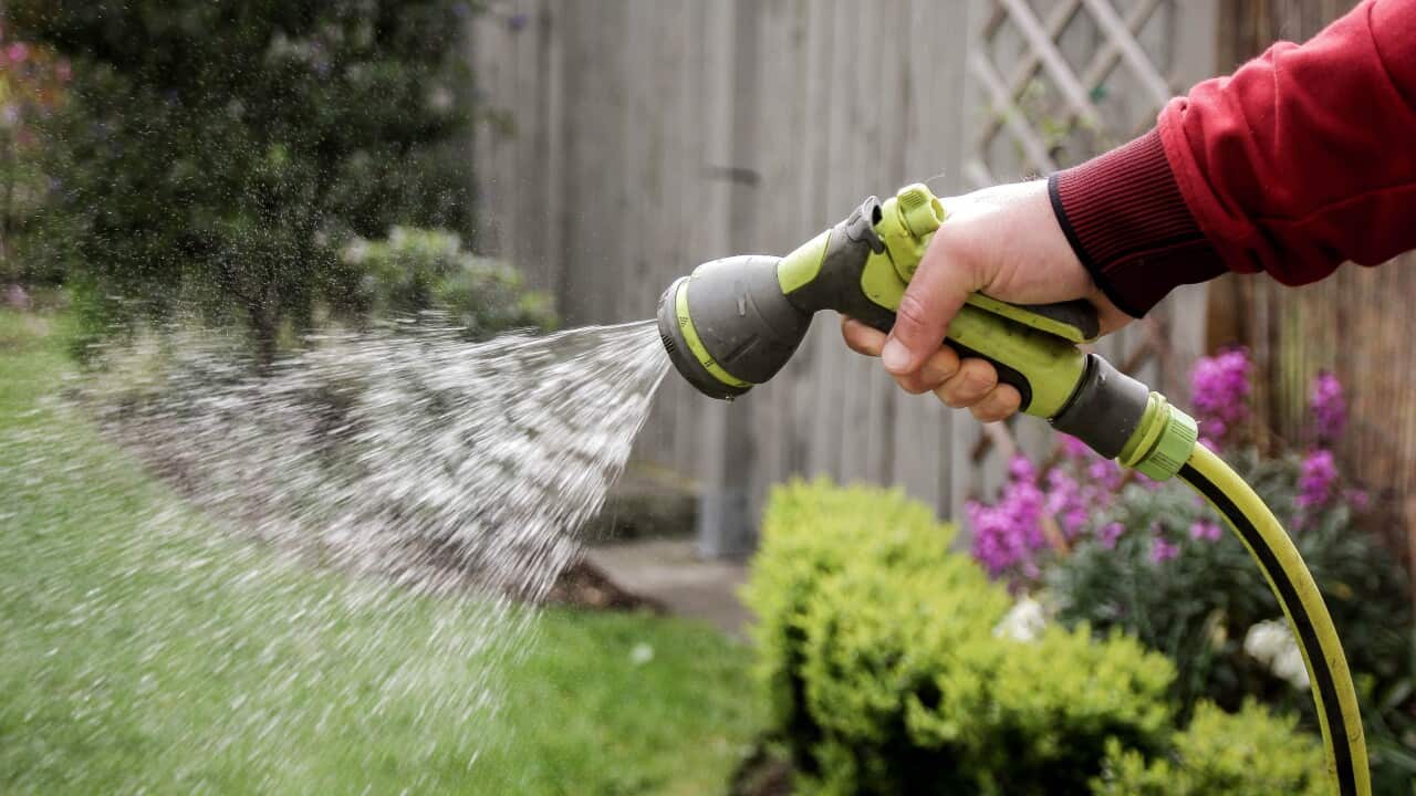 Watering plants in the garden