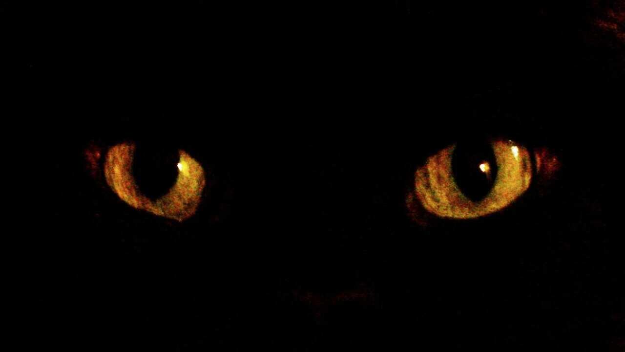 Black cat