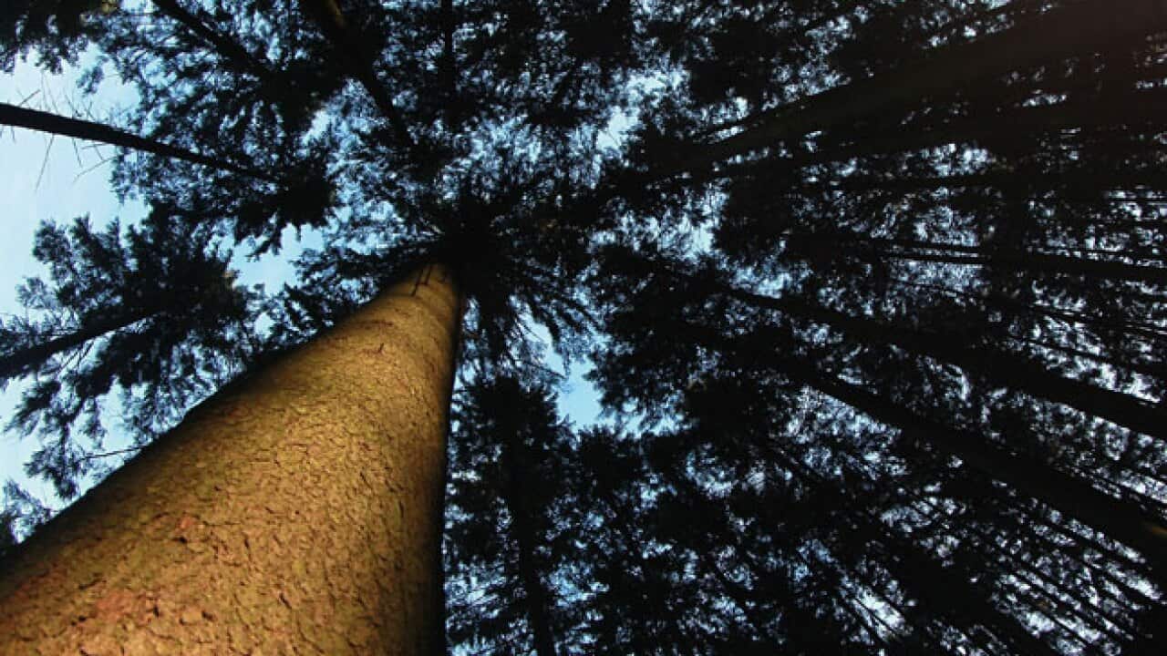 trees_120328_b_getty_1926197616