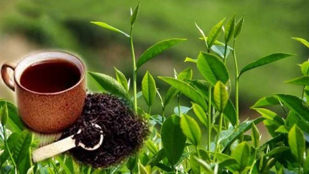 Tea _ Sri Lanka