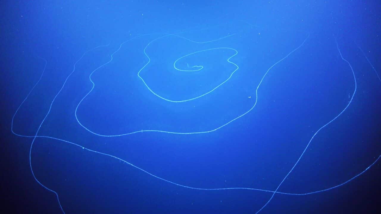 The giant siphonophore Apolemia, recorded during a scientific expedition in the Ningaloo Canyons in the Indian Ocean.