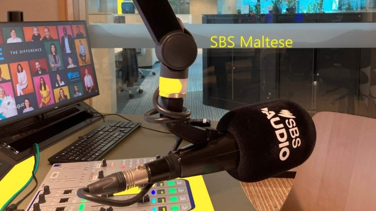 SBS Maltese studio Yellow Splash .jpg