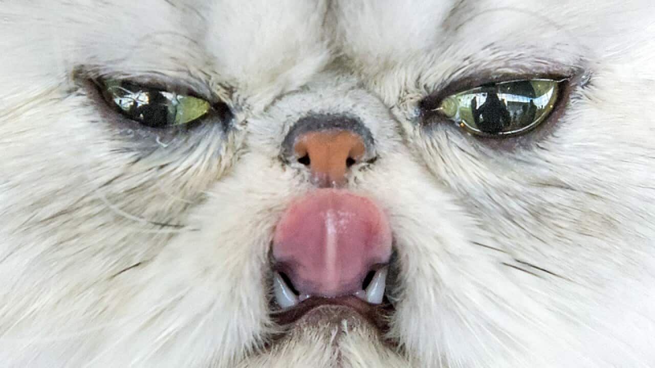 A Persian cat sticks out its tongue