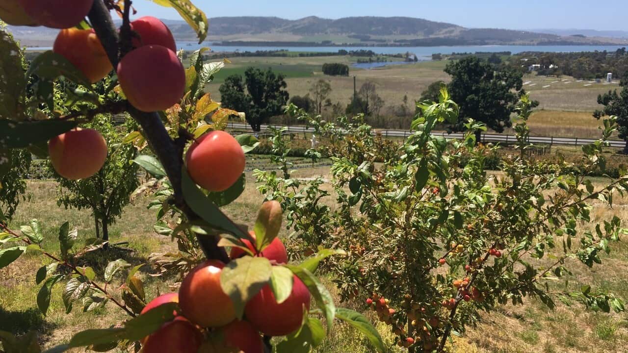 Tasmanian fruit farms may not have enough workers