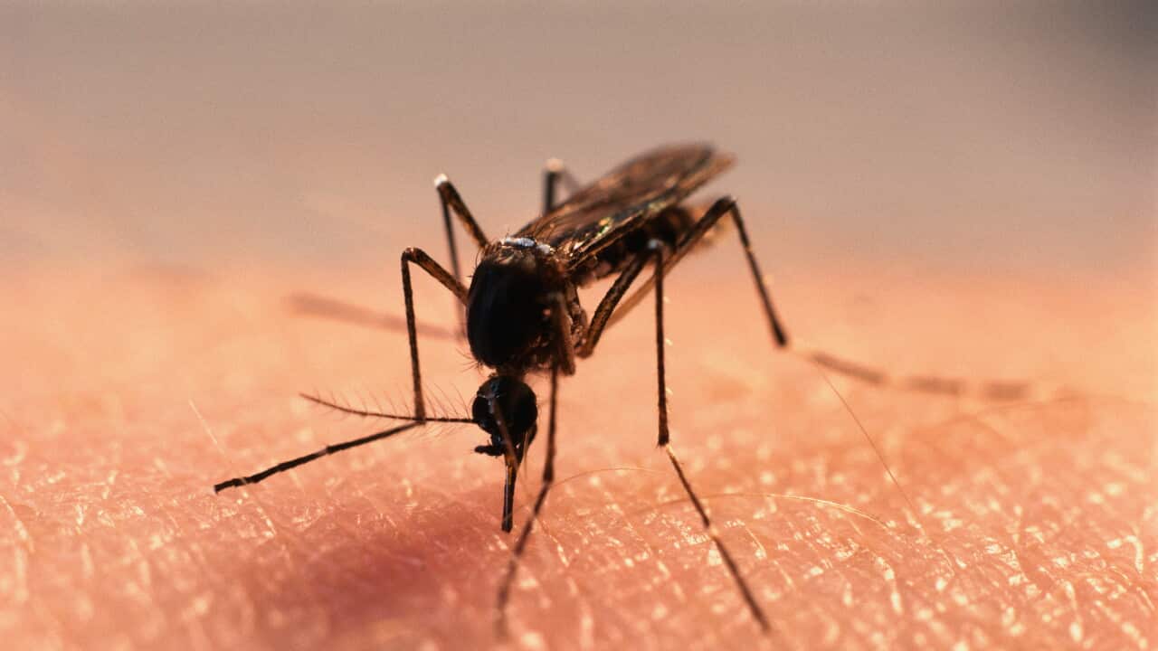 Female Mosquito Feeding on Human