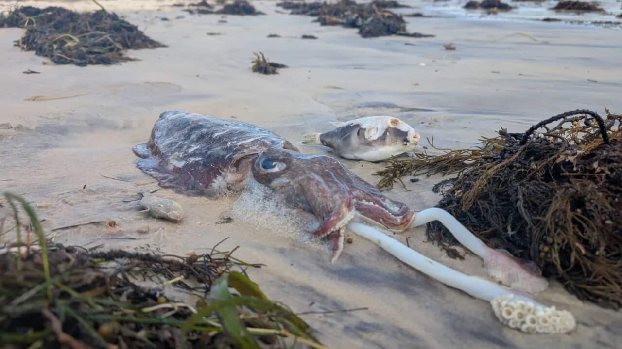 A dead marine animal on the beach.