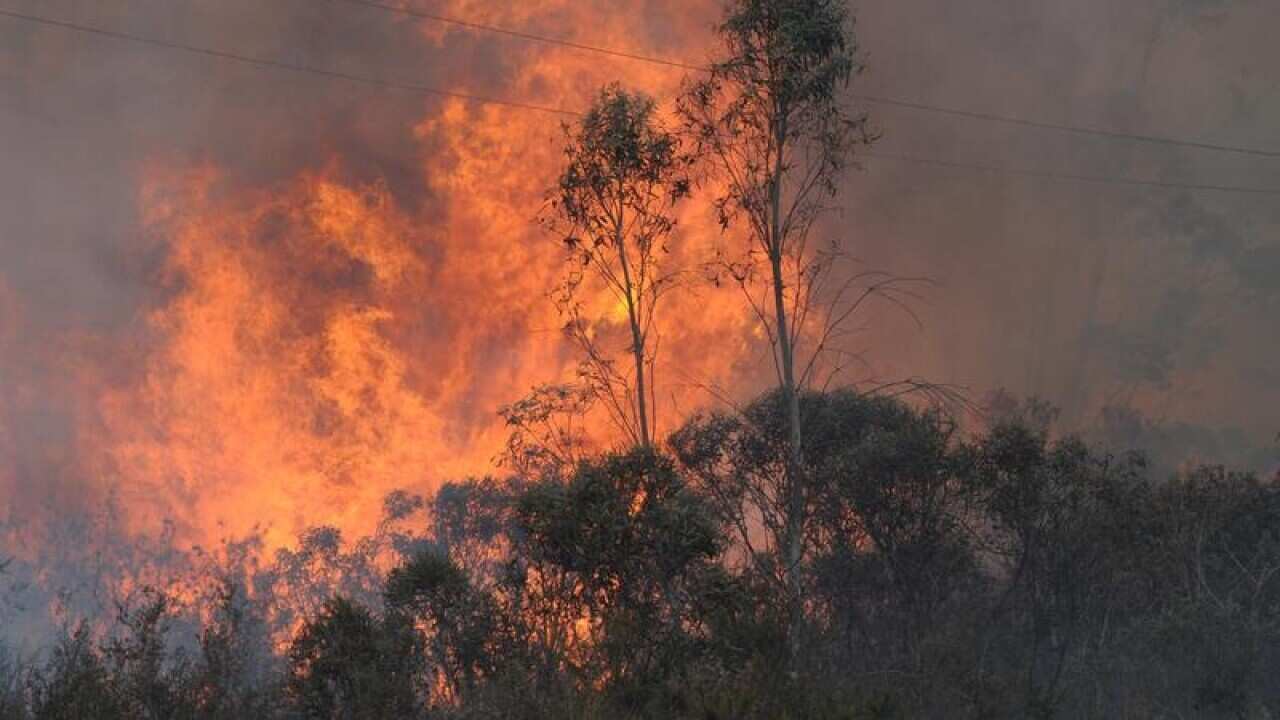 A bushfire