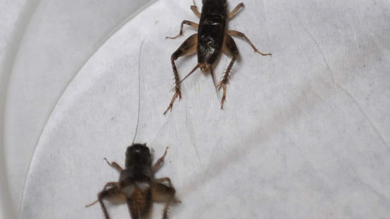 crickets_111007_b_getty_893011541