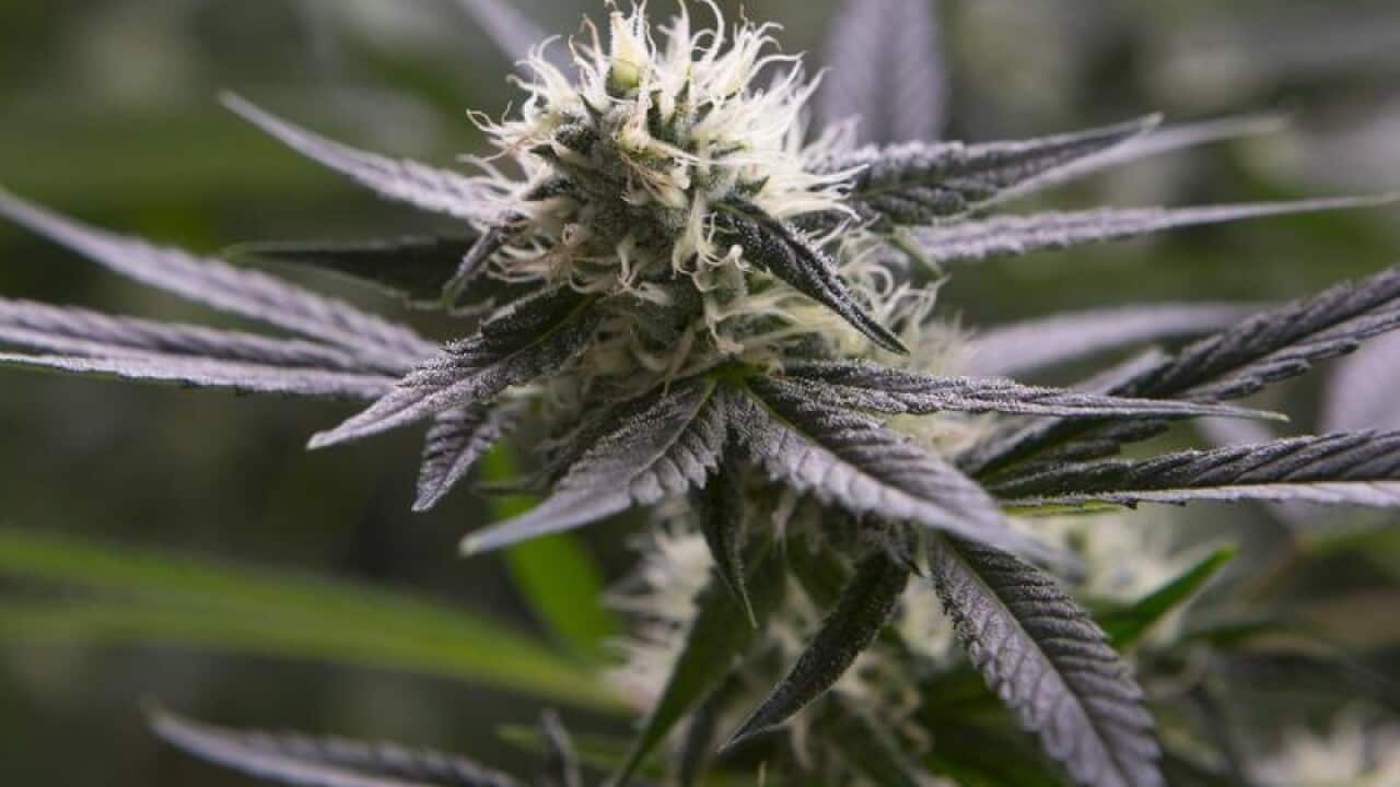 A plant is pictured in the "grow room."