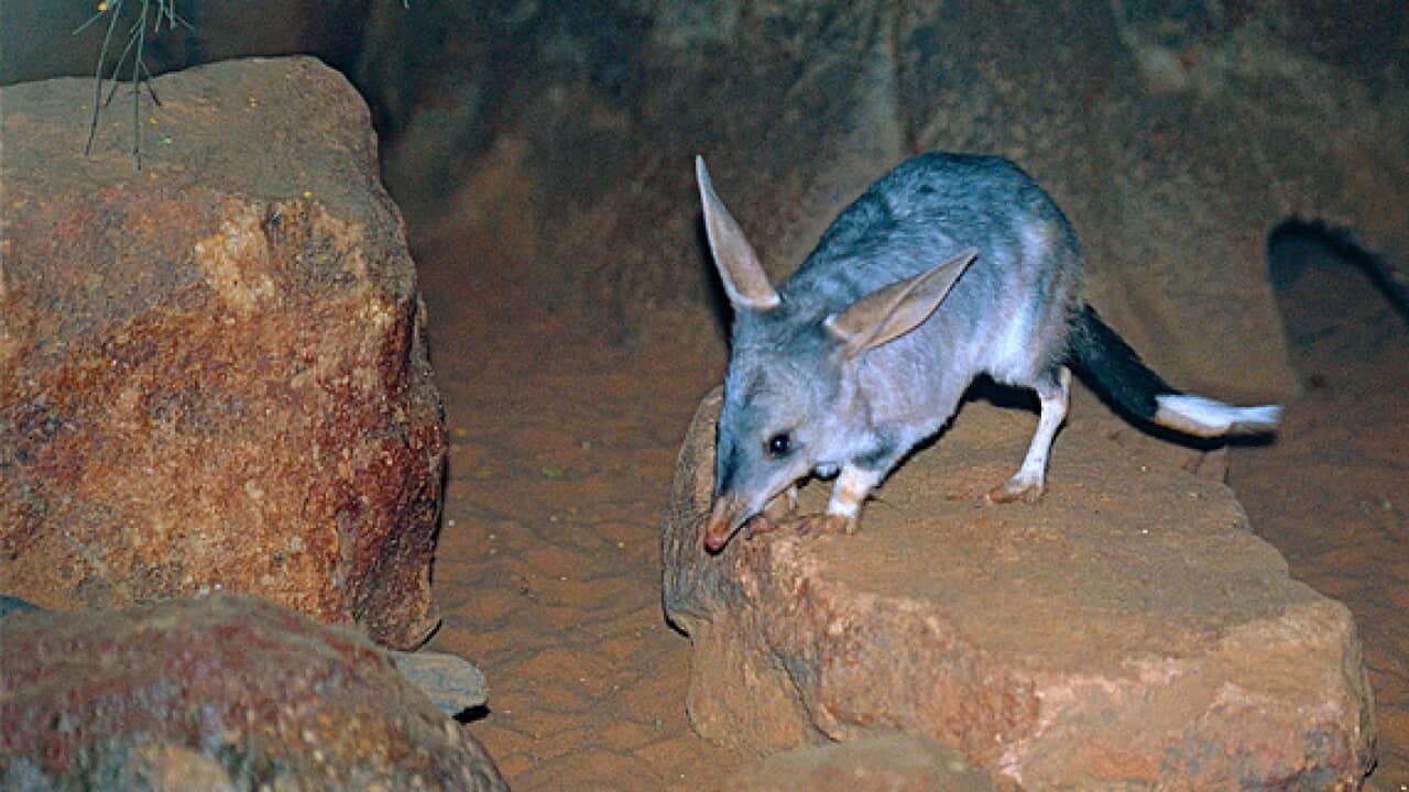 Bilby