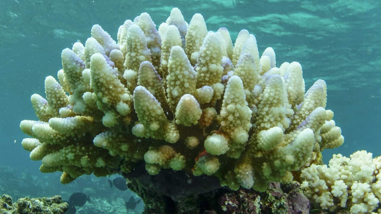 Bleached coral in the Townsville-Whitsunday management area of the Great Barrier Reef