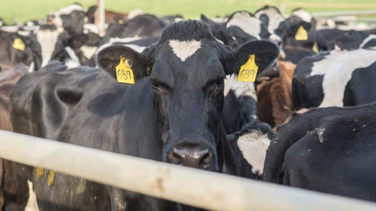 Dairy cattle awaiting their afternoon milking.