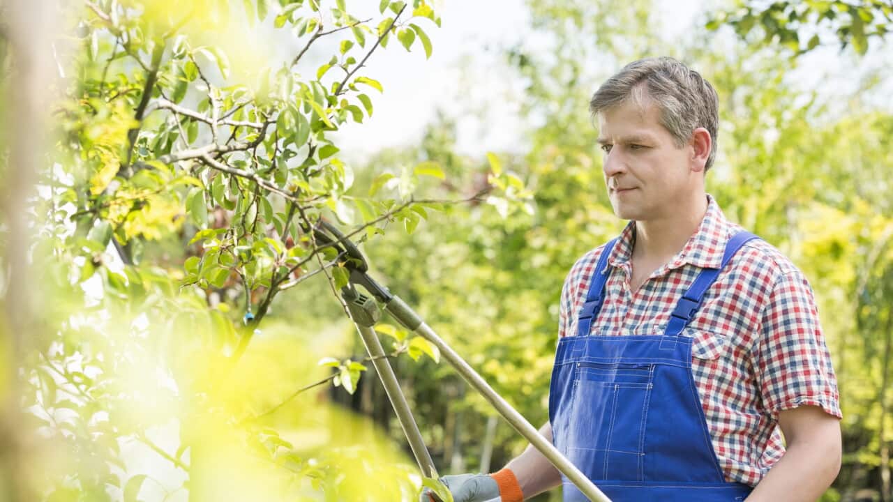 Gardener trimming tree branches at plant nursery