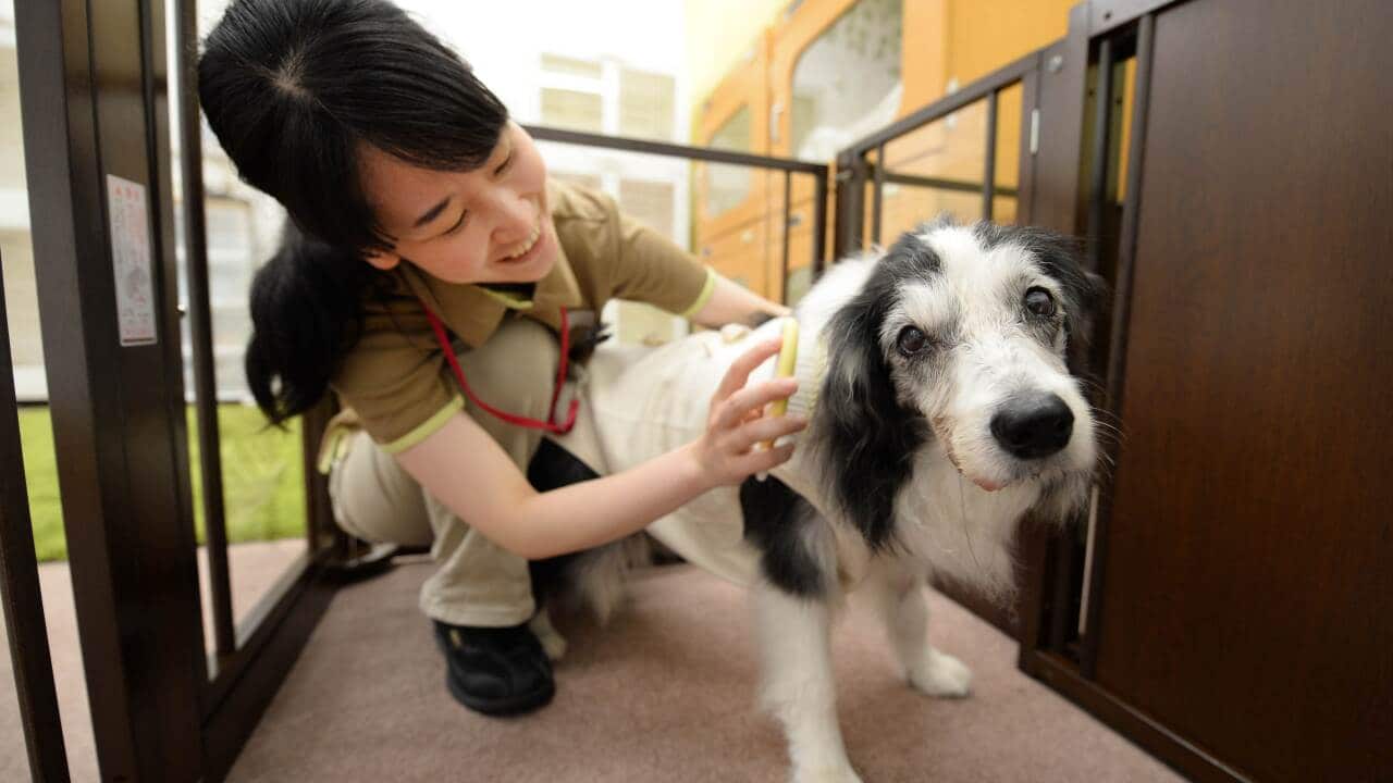 A caretaker takes care of a 14-year-old female dog which can't walk well at a home for ageing pets (AAP)