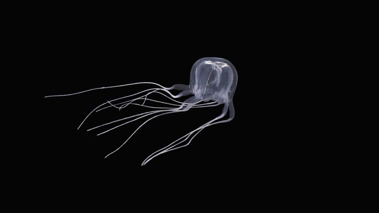 24-Eyed Monster! New Box Jellyfish Species Discovered In China