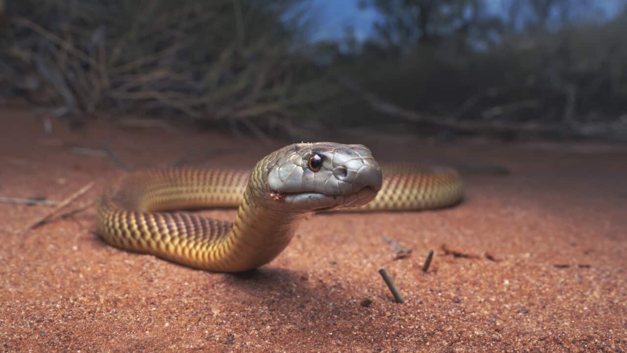 Juvenile king brown/mulga snake (Pseudechis australis) near spinifex vegetation