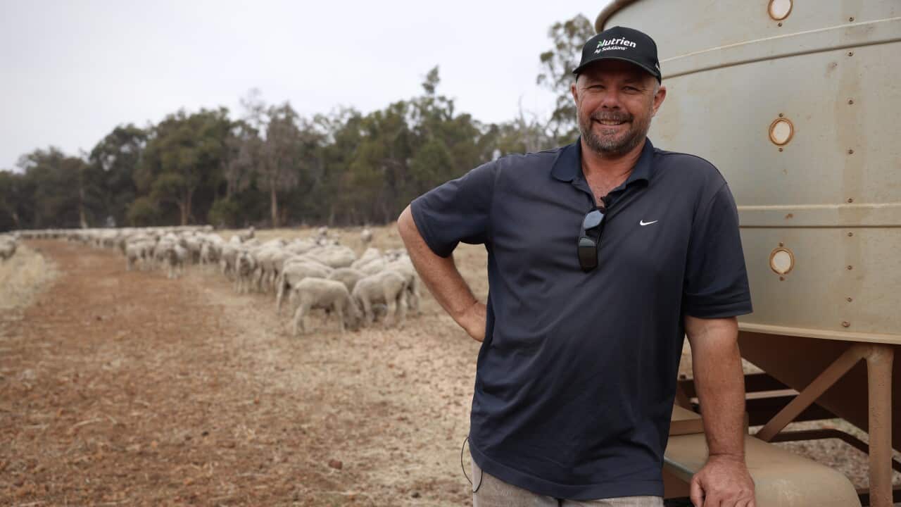 A farmer looking into the camera with a flock of sheep behind him.
