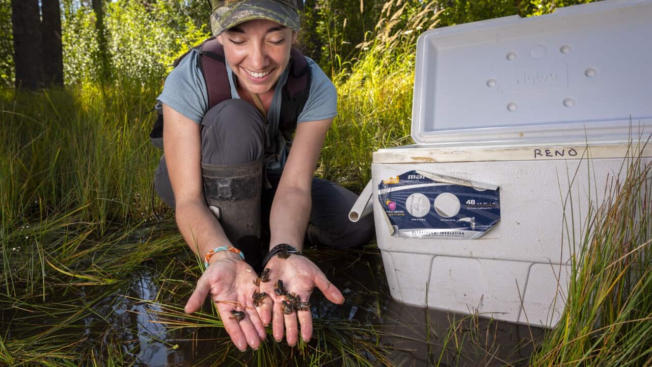 A woman kneels in the grass holding tiny frogs in her open palms. There is a large white esky next to her.