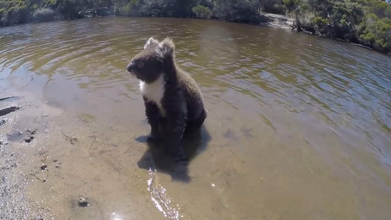 Cute koala paddles across creek