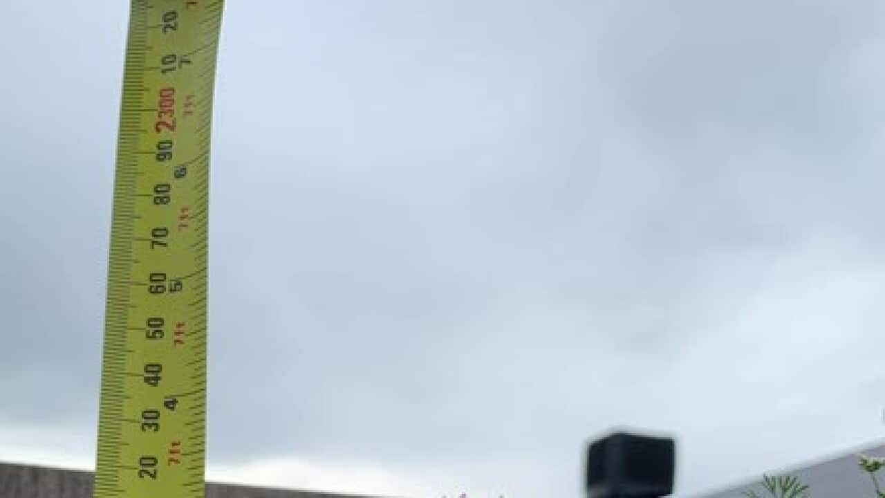 Dalbir Maan with a 7 feet and 7 inch tall coriander plant at his Melbourne home.