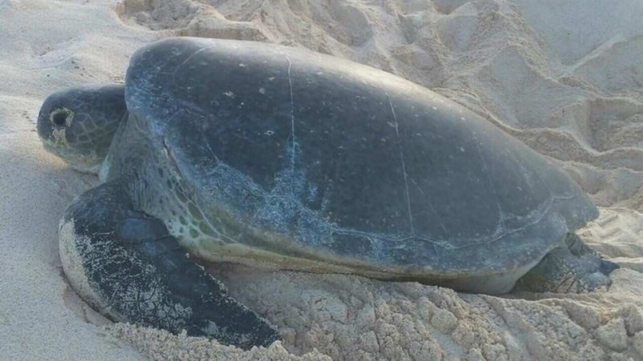 Nesting Green turtle