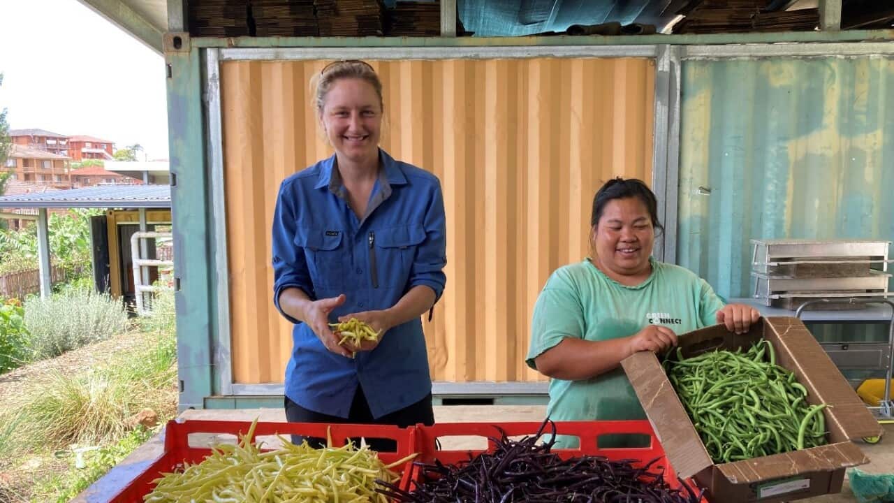 Emily and Su Meh packing vegetable boxes on the urban farm in Warrawong