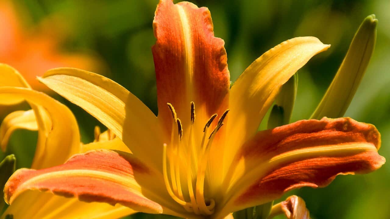 Day Lily