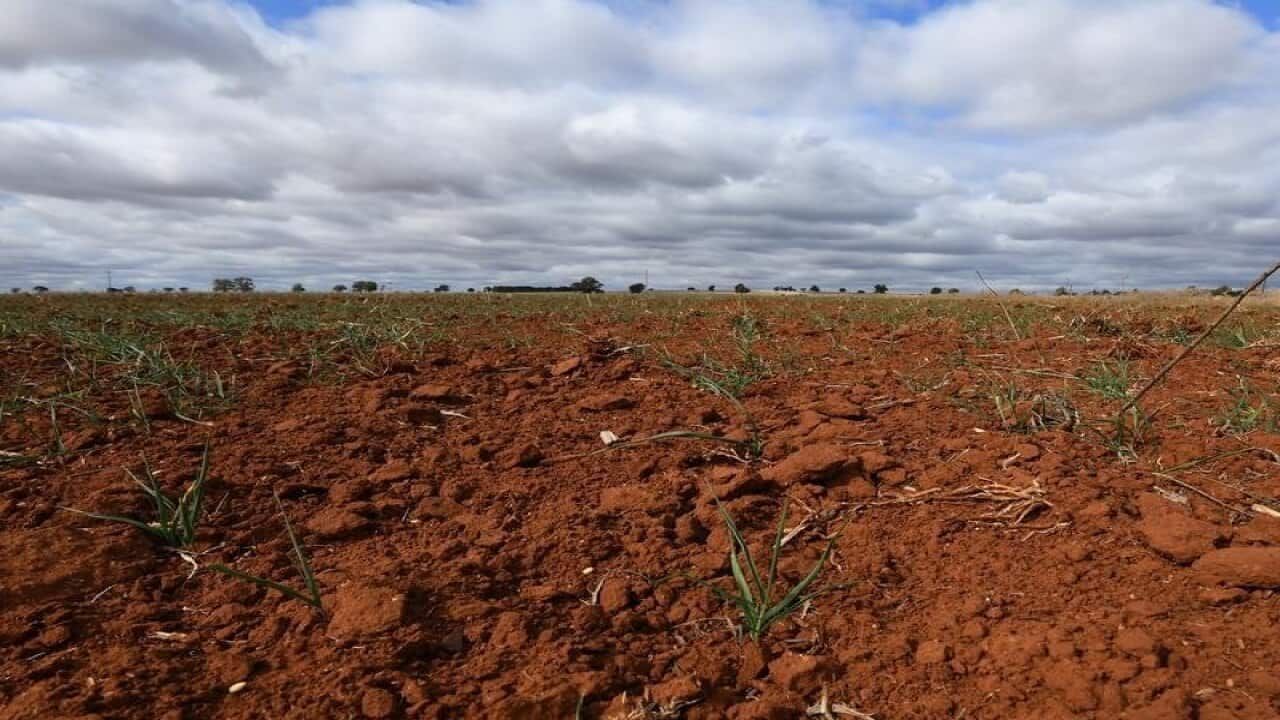 A failed Barley crop at Gunningbland, west of Parkes in NSW.