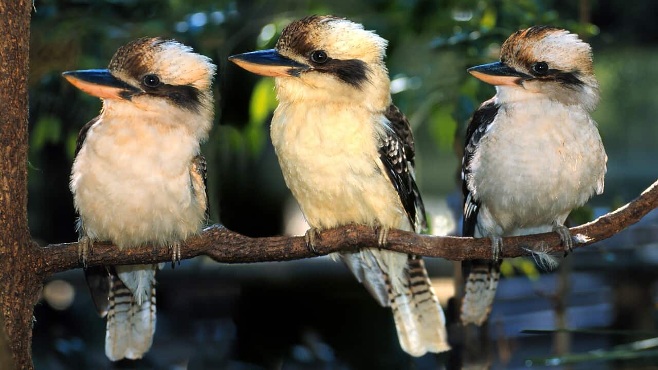 Three laughing Kookaburras on a branch