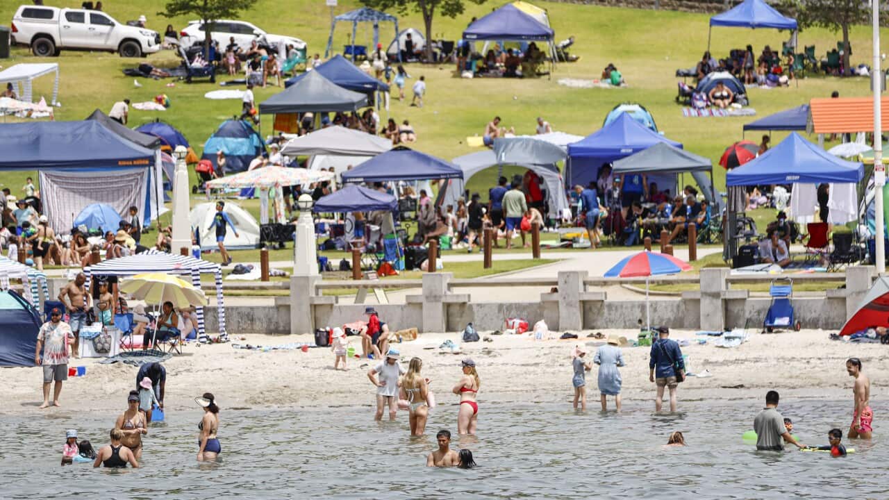 WHITE WALLABY TASMANIA