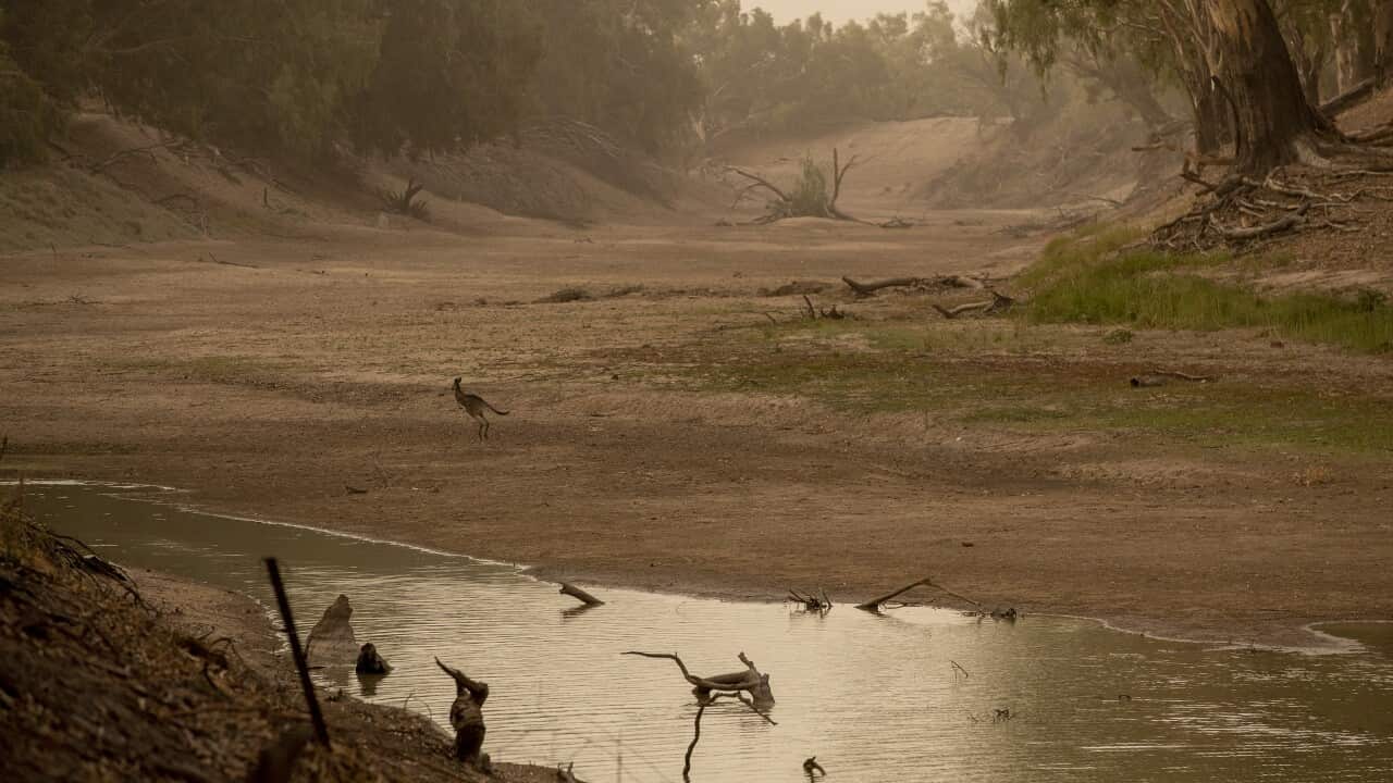 A kangaroo on the dry bed of the Darling river in February 2020.
