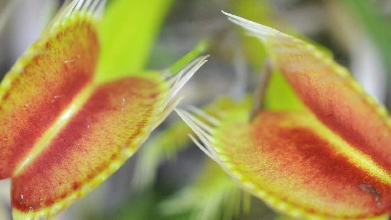 A Venus Flytrap plant.