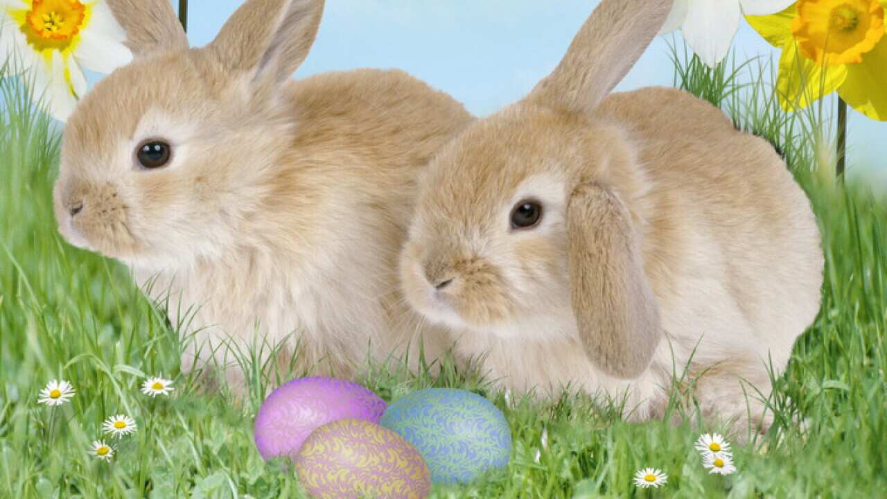 Rabbit - with easter eggs & daffodils (AAP/Mary Evans/Ardea/John Daniels/Steve Hopkin) | NO ARCHIVING, EDITORIAL USE ONLY