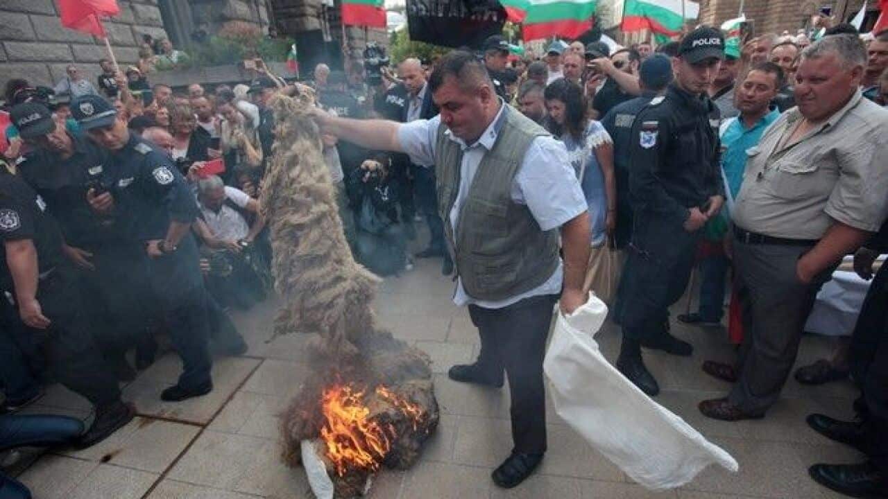 Bulgarian farmers protest against mass slaughter of animals in Bulgaria