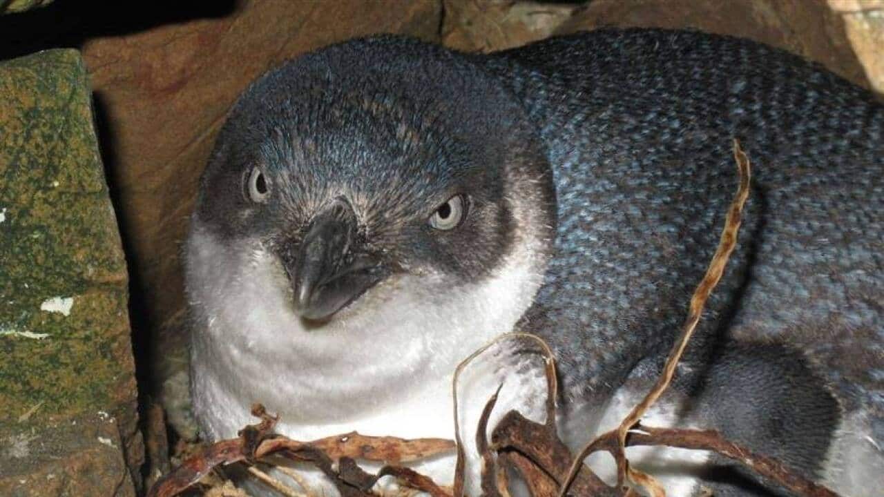 Little blue penguins are the smallest species of penguin and their populations are in decline.