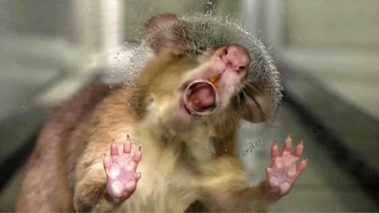 'Hero rats' are detecting tuberculosis in humans (AP).jpg