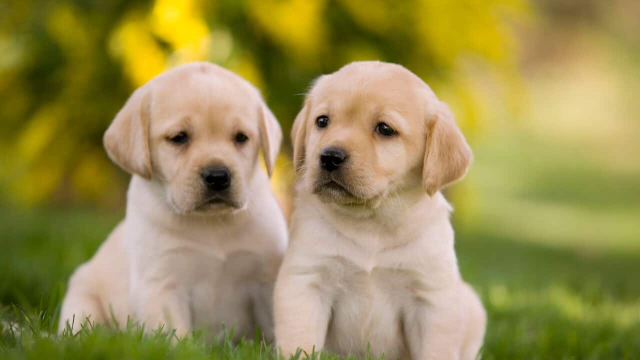 Dog - Labrador puppies