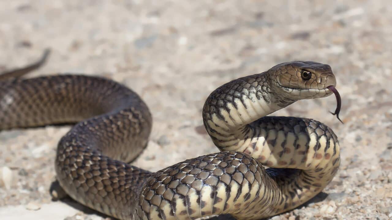 Eastern brown snake flicking tongue (Pseudonaja textilis)