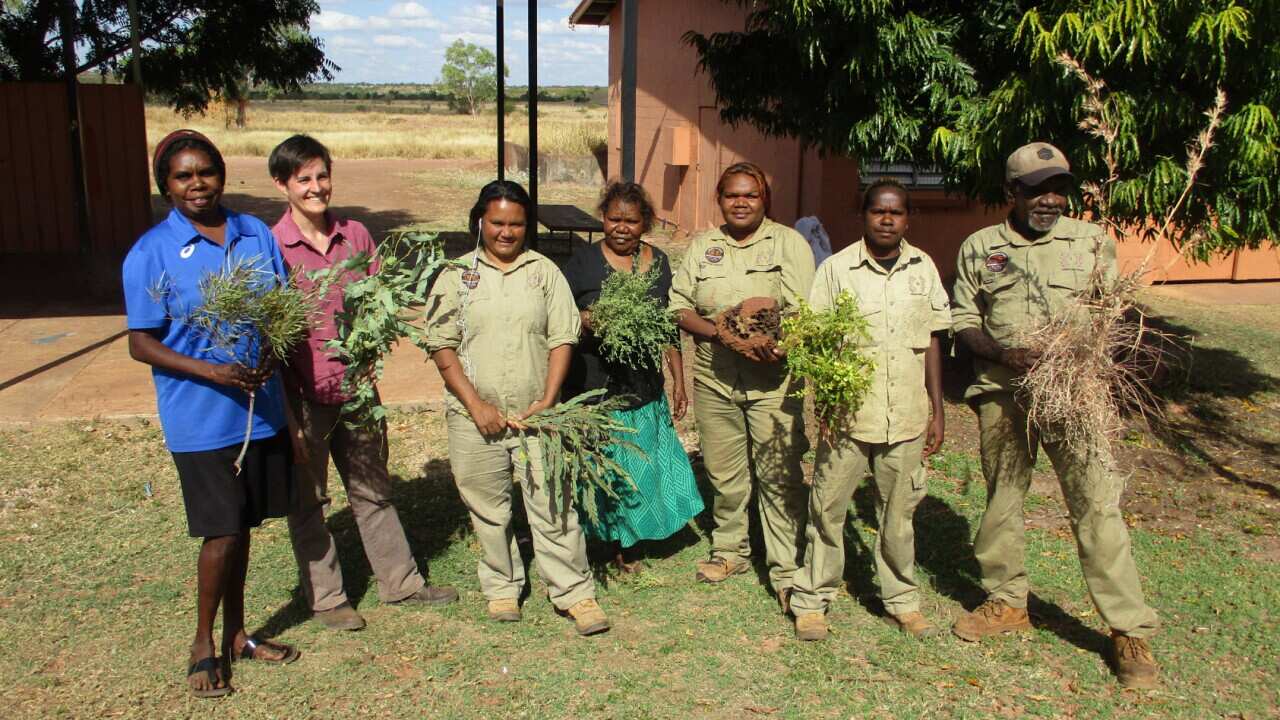 Indian Vudu Ranger Indigenous Ranger project explores Gurindji medicines and their uses ...