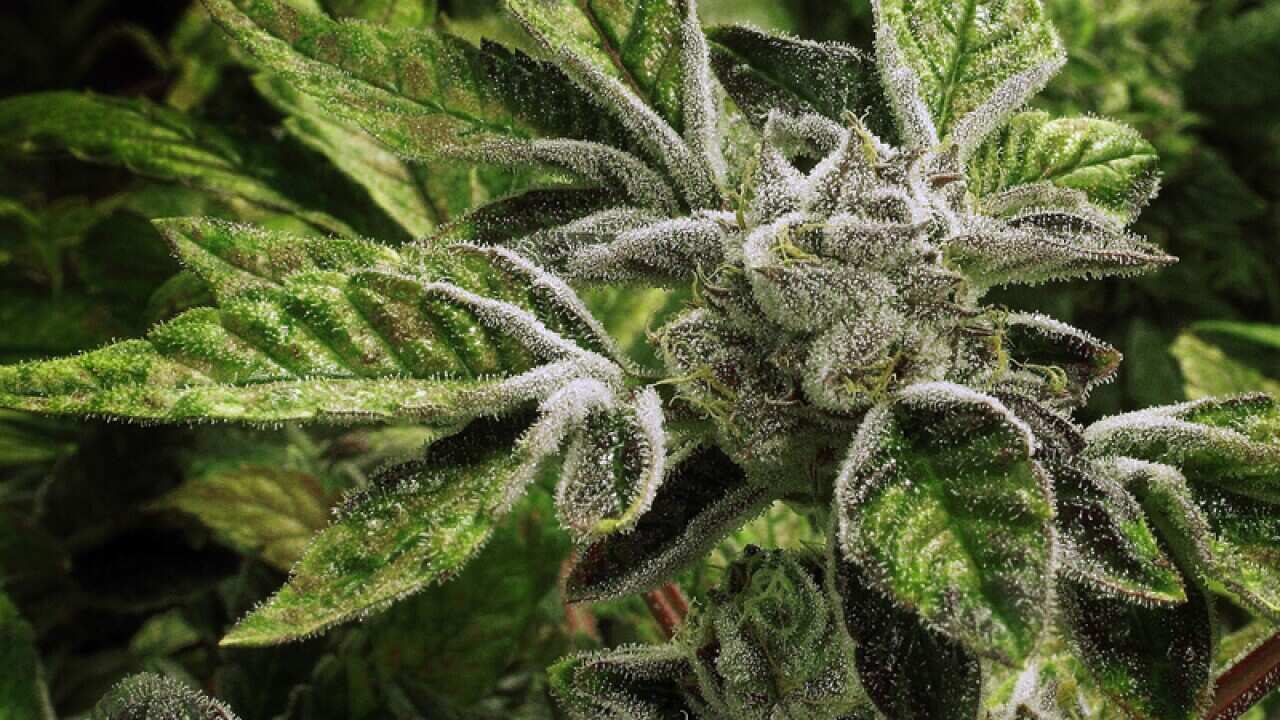 Marijuana plants covered in white crystals called trichomes